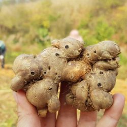 Black Ginger - Able Food Products